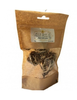 Rose de Jericho-chajarat Mariam